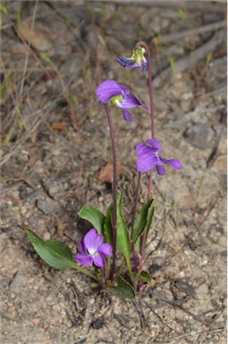 APII jpeg image of Viola betonicifolia subsp. betonicifolia  © contact APII