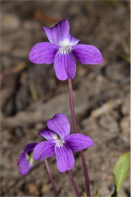 APII jpeg image of Viola betonicifolia subsp. betonicifolia  © contact APII