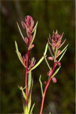 APII jpeg image of Haloragis heterophylla  © contact APII