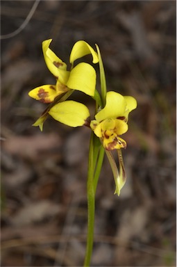 APII jpeg image of Diuris sulphurea  © contact APII