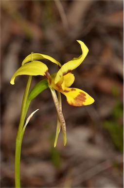 APII jpeg image of Diuris sulphurea  © contact APII