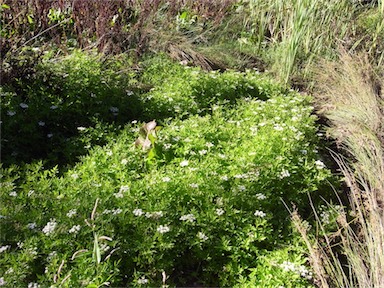 APII jpeg image of Apiaceae  © contact APII