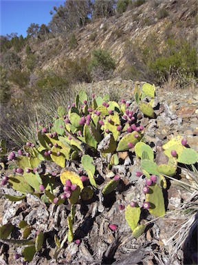 APII jpeg image of Opuntia stricta  © contact APII