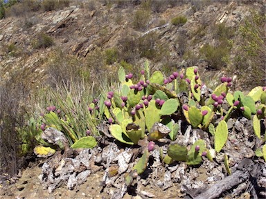 APII jpeg image of Opuntia stricta  © contact APII