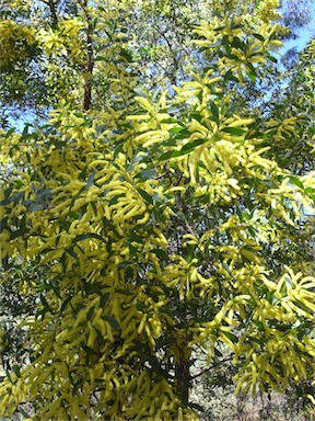 APII jpeg image of Acacia bulgaensis  © contact APII