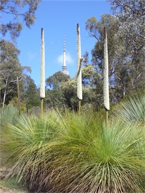 APII jpeg image of Xanthorrhoea  © contact APII