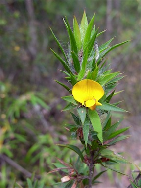 APII jpeg image of Pultenaea villifera var. villifera  © contact APII