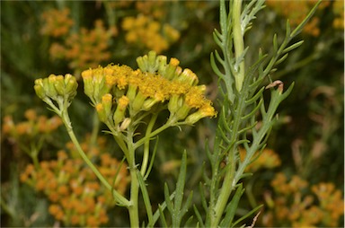 APII jpeg image of Senecio anethifolius x lanibracteus  © contact APII