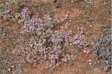 APII jpeg image of Frankenia serpyllifolia  © contact APII