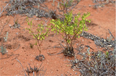 APII jpeg image of Zygophyllum eremaeum  © contact APII