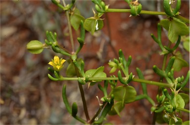 APII jpeg image of Zygophyllum eremaeum  © contact APII