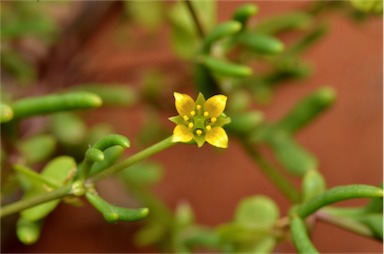 APII jpeg image of Zygophyllum eremaeum  © contact APII