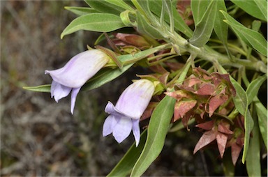 APII jpeg image of Eremophila freelingii  © contact APII