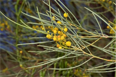 APII jpeg image of Acacia calamifolia  © contact APII