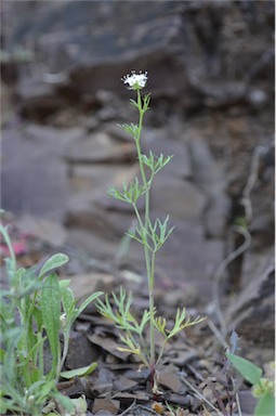 APII jpeg image of Trachymene glaucifolia  © contact APII