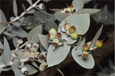 APII jpeg image of Eucalyptus gillii  © contact APII