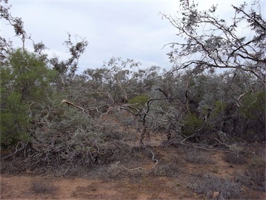 APII jpeg image of Eucalyptus gillii  © contact APII