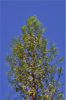 APII jpeg image of Codonocarpus pyramidalis  © contact APII