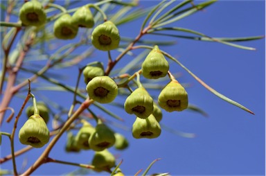 APII jpeg image of Codonocarpus pyramidalis  © contact APII