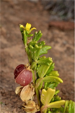 APII jpeg image of Zygophyllum crenatum  © contact APII