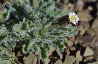 APII jpeg image of Ixiochlamys cuneifolia  © contact APII