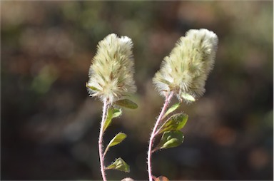 APII jpeg image of Ptilotus spathulatus  © contact APII