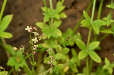 APII jpeg image of Galium migrans subsp. inversum  © contact APII