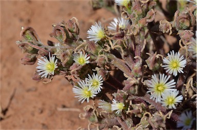 APII jpeg image of Mesembryanthemum nodiflorum  © contact APII