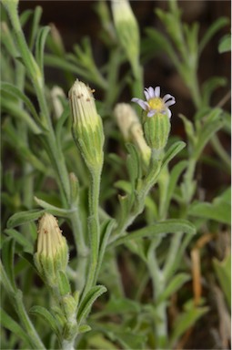 APII jpeg image of Vittadinia gracilis  © contact APII