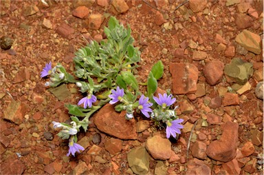 APII jpeg image of Scaevola humilis  © contact APII