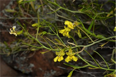 APII jpeg image of Goodenia vernicosa  © contact APII