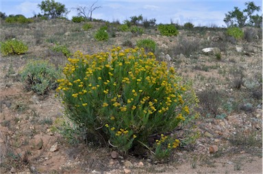 APII jpeg image of Senecio anethifolius subsp. anethifolius  © contact APII