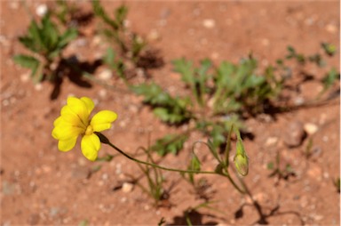 APII jpeg image of Goodenia pinnatifida  © contact APII