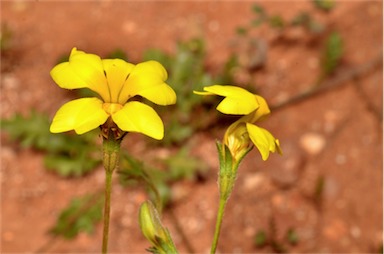 APII jpeg image of Goodenia pinnatifida  © contact APII