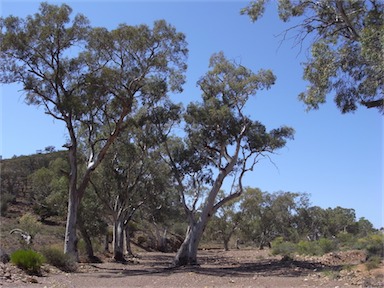 APII jpeg image of Eucalyptus camaldulensis  © contact APII