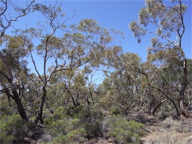 APII jpeg image of Eucalyptus socialis subsp. socialis  © contact APII