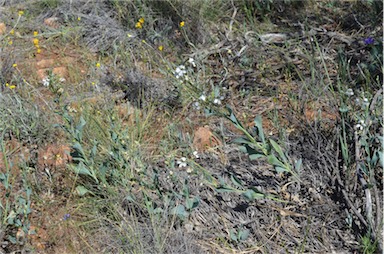 APII jpeg image of Goodenia albiflora  © contact APII