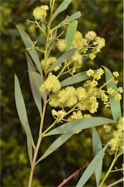 APII jpeg image of Acacia quornensis  © contact APII