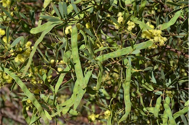 APII jpeg image of Acacia quornensis  © contact APII