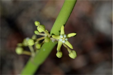 APII jpeg image of Cynanchum viminale subsp. australe  © contact APII