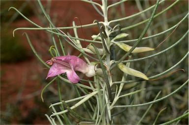 APII jpeg image of Eremophila stenophylla  © contact APII