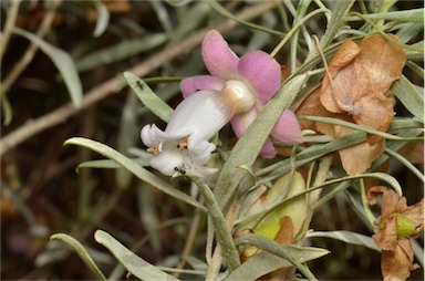 APII jpeg image of Eremophila platycalyx  © contact APII