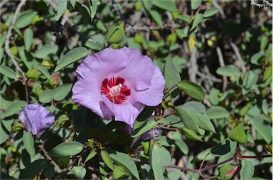 APII jpeg image of Gossypium sturtianum var. sturtianum  © contact APII