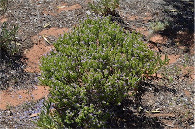 APII jpeg image of Eremophila crassifolia  © contact APII