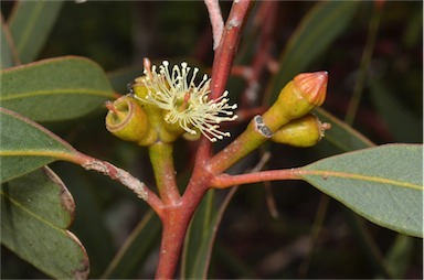 APII jpeg image of Eucalyptus percostata  © contact APII