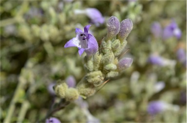 APII jpeg image of Eremophila malacoides  © contact APII