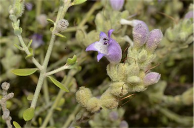 APII jpeg image of Eremophila malacoides  © contact APII