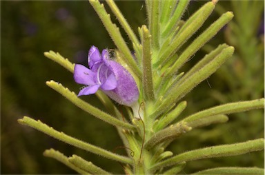 APII jpeg image of Eremophila adenotricha  © contact APII