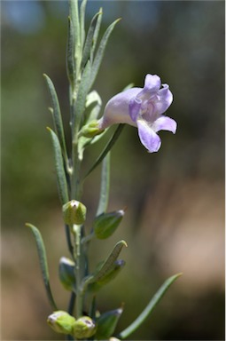 APII jpeg image of Eremophila pantonii  © contact APII