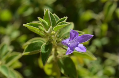 APII jpeg image of Eremophila ovata  © contact APII